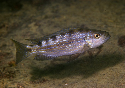 Perissodus cf. microlepis 'Kombe'